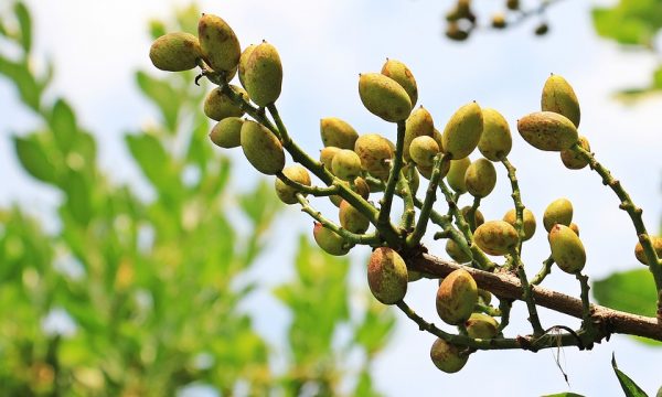planta-de-pistacho planta-de-pistacho